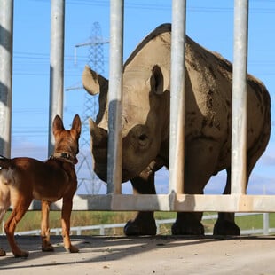Οι σκύλοι που νίκησαν τους λαθροθήρες, προστατεύοντας ρινόκερους και ελέφαντες