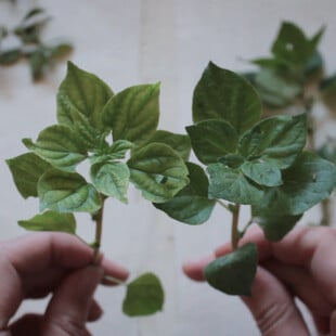 Βοτανολογίες: Ζητήματα οικολογίας στις σύγχρονες εικαστικές πρακτικές