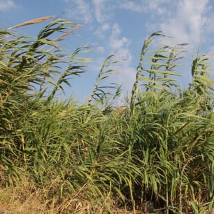 «Ατμόσφαιρες στα πόδια μου»: Προβολή τεσσάρων βίντεο για τη βιωσιμότητα του εδάφους της Γης