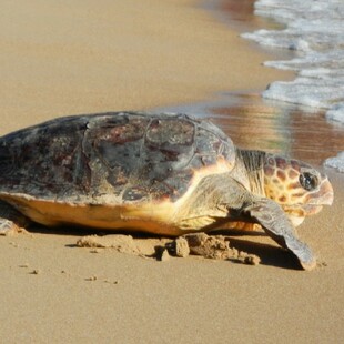 Χελώνα Καρέρα: 6.100 φωλιές στον Κυπαρισσιακό Κόλπο - Έκκληση για άμεση εφαρμογή του εθνικού σχεδίου δράσης