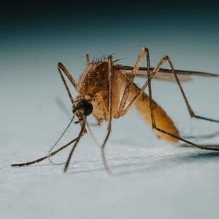 Κλιματική κρίση: Κουνούπια εντοπίστηκαν για πρώτη φορά στην Ισλανδία