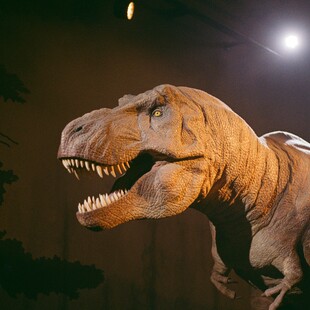 Νέα μελέτη: Οι δεινόσαυροι δεν θα εξαφανίζονταν αν δεν χτυπούσε ο αστεροειδής