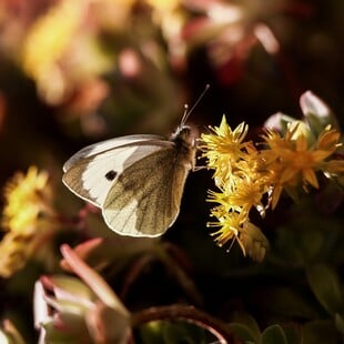 Ανοιξιάτικος ο καιρός σήμερα και αύριο - Το «ανοργάνωτο» βαρομετρικό χαμηλό που έρχεται την Παρασκευή