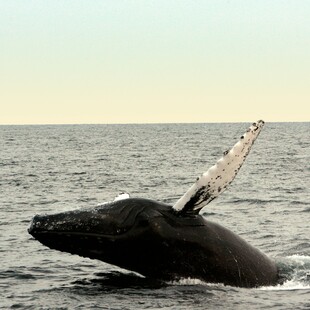 Γήρανση: Μπορεί η φάλαινα της Γροιλανδίας, με προσδόκιμο ζωής τα 200 έτη, να μας βοηθήσει στην επιβράδυνση;