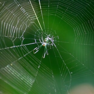 ΑΡΑΧΝΗ ΔΙΑΚΟΣΜΗΣΗ