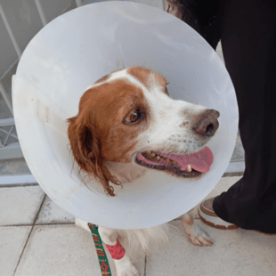 Κακοποίηση σκύλου στην Ηλεία: «Ουδέποτε αναφέραμε ότι κακοποιήθηκε σεξουαλικά», λέει η φιλοζωική οργάνωση