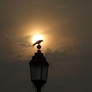 ΙΝΔΙΑ ΤΕΧΝΗΤΗ ΒΡΟΧΗ ΝΕΟ ΔΕΛΧΙ