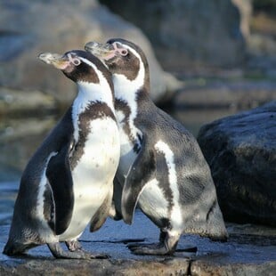 Οι πιγκουίνοι είναι μονογαμικοί ή εφαρμόζουν στρατηγική επιβίωσης;