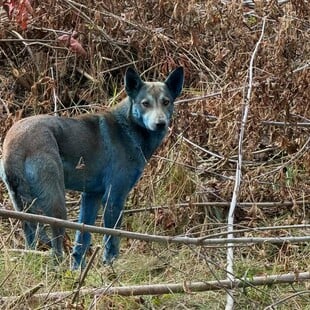 Γαλάζιοι σκύλοι εντοπίστηκαν στο Τσερνόμπιλ