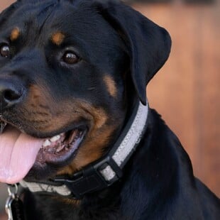 ΡΟΤΒΑΙΛΕΡ ΕΠΙΘΕΣΗ ΚΗΔΕΜΟΝΑΣ ΚΑΛΑΜΑΤΑ