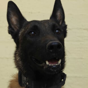 ECHO ΣΚΥΛΟΣ ANUBIS