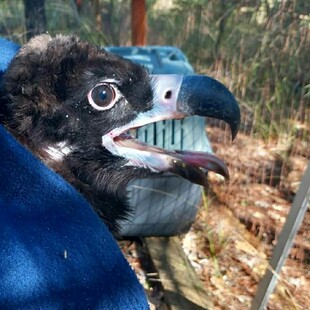 Δαδιά: Τοποθέτηση πομπών σε μαυρόγυπες 