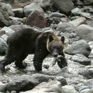 Η Ιαπωνία αναπτύσσει στρατό για να να κυνηγήσει τις αρκούδες