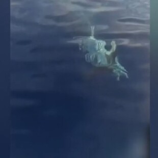 ΛΕΥΚΟΣ ΚΑΡΧΑΡΙΑΣ ΚΑΡΠΑΘΟΣ