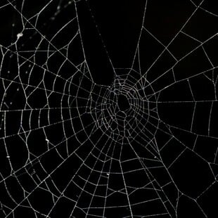 Στην Ελλάδα ο μεγαλύτερος ιστός αράχνης στον κόσμο