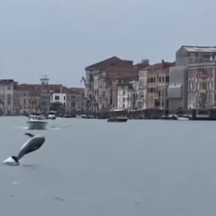 ΔΕΛΦΙΝΙ ΒΕΝΕΤΙΑ ΠΛΑΤΕΙΑ ΑΓΙΟΥ ΜΑΡΚΟΥ