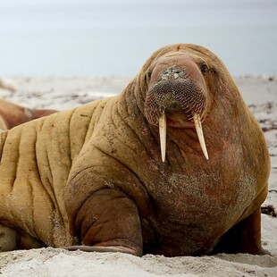 Φωτογράφος απαθανάτισε θαλάσσιους ίππους την ώρα που αλλάζουν χρώμα 