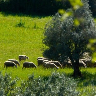 Επιβεβαιώθηκε κρούσμα καταρροϊκού πυρετού σε εκτροφή αιγοπροβάτων στην Μεσσηνία