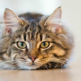 ΔΟΝΟΥΣΑ ΓΑΤΑ