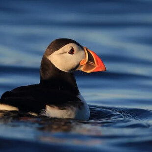 ΓΙΑ ΣΚ- Η φρατερκούλα του Ατλαντικού επέστρεψε στο Isle of Muck για πρώτη φορά μετά από 25 χρόνια