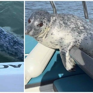 ΦΩΚΙΑ ΦΑΛΑΙΝΑ