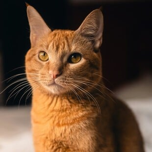 ΓΑΛΛΙΑ ΓΑΤΑ