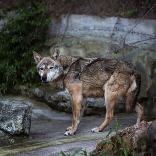 ΖΩΟΛΟΓΙΚΟΣ ΚΗΠΟΣ ΘΕΣΣΑΛΟΝΙΚΗΣ