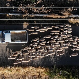 Κρούσμα καταρροϊκού πυρετού στο Πυρί της Γορτυνίας