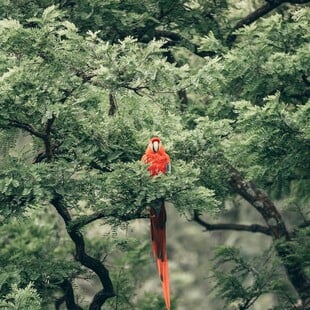 ΤΡΟΠΙΚΟ ΔΑΣΟ ΓΕΡΜΑΝΙΑ ΒΡΑΖΙΛΙΑ