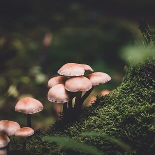 Στην Ιταλία για μεταμόσχευση ήπατος το ζευγάρι που κατανάλωσε δηλητηριώδη μανιτάρια	