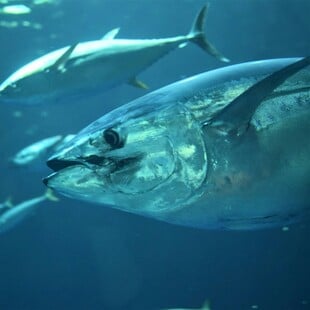 ΤΟΝΟΣ ΣΟΥΠΕΡ ΜΑΡΚΕΤ ΒΡΕΤΑΝΙΑ