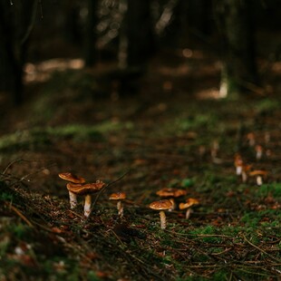 ΜΑΝΙΤΑΡΙΑ ΔΗΛΗΤΗΡΙΑΣΗ ΜΕΤΑΜΟΣΧΕΥΣΗ