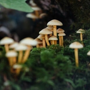 Έδεσσα: Σε κρίσιμη κατάσταση το ζευγάρι που έφαγε μανιτάρια - Η ανάρτηση του παιδιού τους