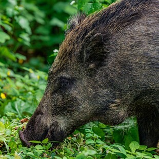 ΑΓΡΙΟΓΟΥΡΟΥΝΟ ΝΕΟΣ ΒΟΥΤΖΑΣ