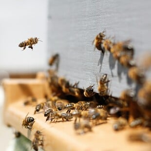 ΜΕΛΙΣΣΑ ΔΟΜΟΚΟ ΝΕΚΡΟΣ