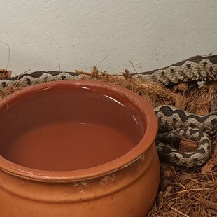 ΟΧΙΑ ΜΑΡΟΥΣΙ