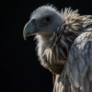 ΓΥΠΑΣ ΙΝΔΙΑ