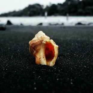 Κοχύλια που βρέθηκαν στην Ισπανία μπορεί να ανήκουν στα αρχαιότερα γνωστά μουσικά όργανα