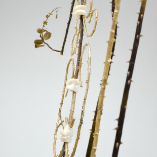 Ανδρέας Μαλλουρής: An Evening Botanist