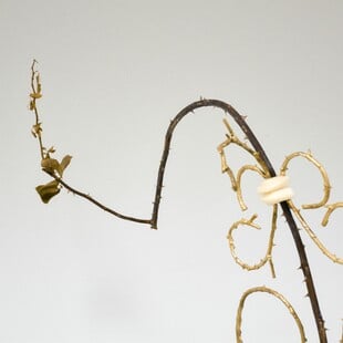 Ανδρέας Μαλλουρής: An Evening Botanist