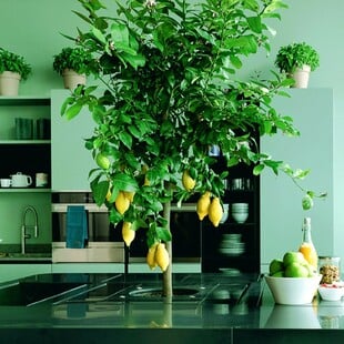 Matcha Mania: Το τσάι που έγινε… απόχρωση