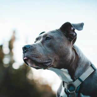 Νεκρό παιδί στη Ζάκυνθο: «Δεν πλησίαζε ποτέ αυτό το σκυλί» - Όσα δήλωσε ο πατέρας του 2χρονου αγοριού