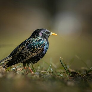 Γιατί όλο και περισσότεροι δρόμοι στη Βρετανία παίρνουν την ονομασία πτηνών