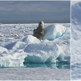 National Geographic: Viral στα social media πολική αρκούδα που παίζει με το χιόνι