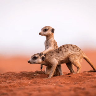  Πόσο μονογαμικοί είναι οι άνθρωποι σε σχέση με τα υπόλοιπα θηλαστικά; 
