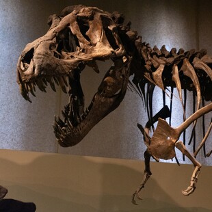 ΒΟΛΙΒΙΑ ΤΥΡΑΝΝΟΣΑΥΡΟΣ ΡΕΞ ΔΕΙΝΟΣΑΥΡΟΣ