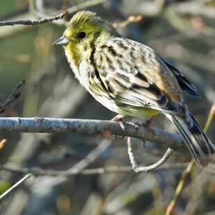 WWF ΠΤΗΝΑ ΛΟΥΓΑΡΟ