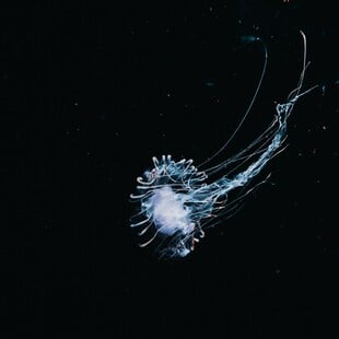 ΣΚ / Οι δοκιμές εξόρυξης στα βάθη των ωκεανών απειλούν πάνω από το ένα τρίτο των ζώων του βυθού