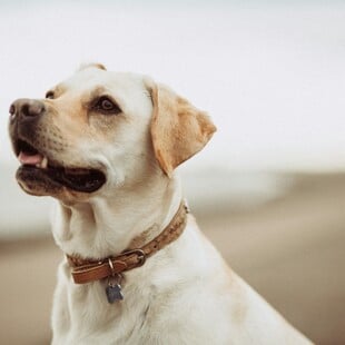 Θεσσαλονίκη: Ελεύθερος ο 90χρονος που έθαψε σκύλο ζωντανό - «Νόμιζα ότι είχε πεθάνει»