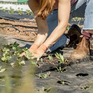 ΛΑΜΙΑ ΑΓΡΟΤΙΣΣΑ ΣΥΛΛΗΨΗ